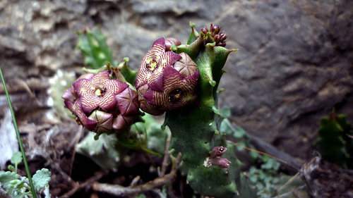 Caralluma Fimbriata